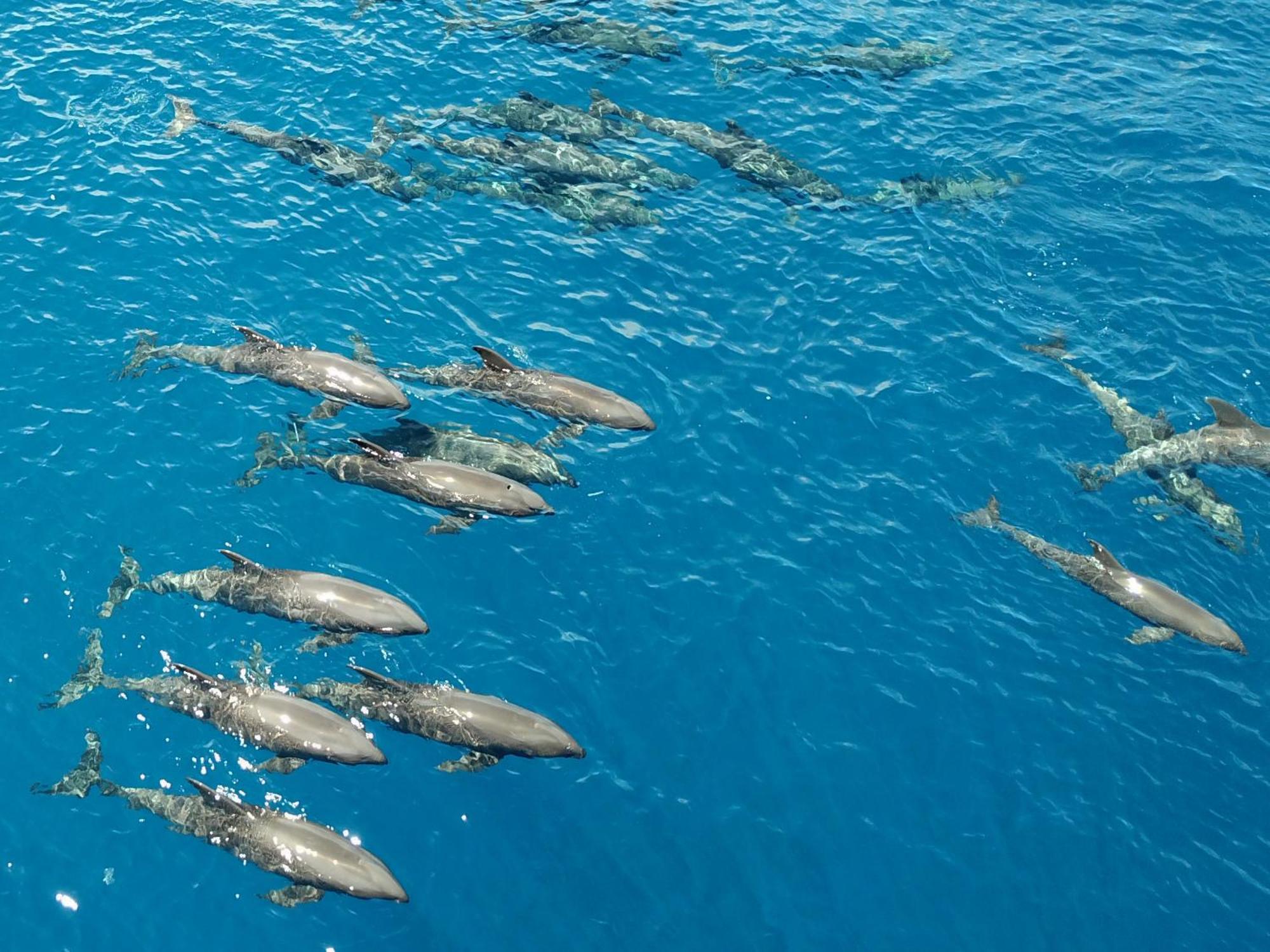 Atauro Dive Resort Beloi Buitenkant foto