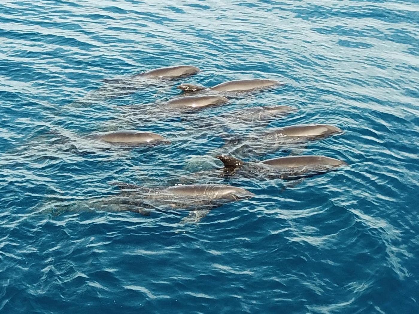 Atauro Dive Resort Beloi Buitenkant foto