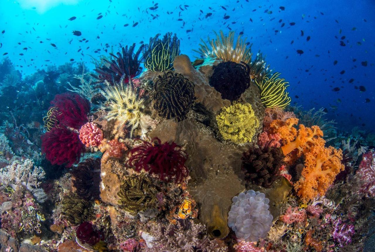 Atauro Dive Resort Beloi Buitenkant foto