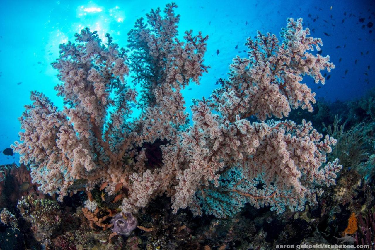 Atauro Dive Resort Beloi Buitenkant foto