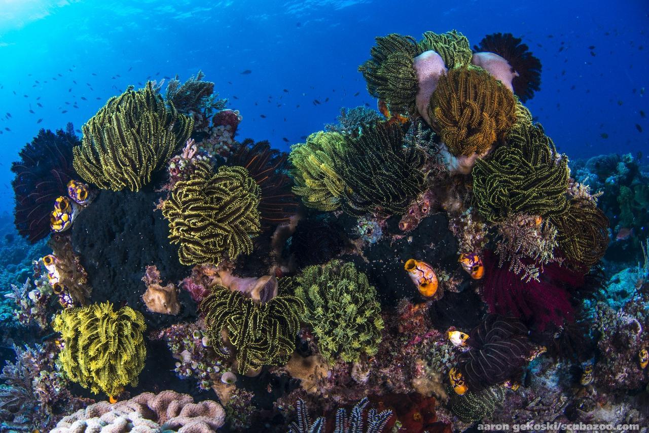 Atauro Dive Resort Beloi Buitenkant foto