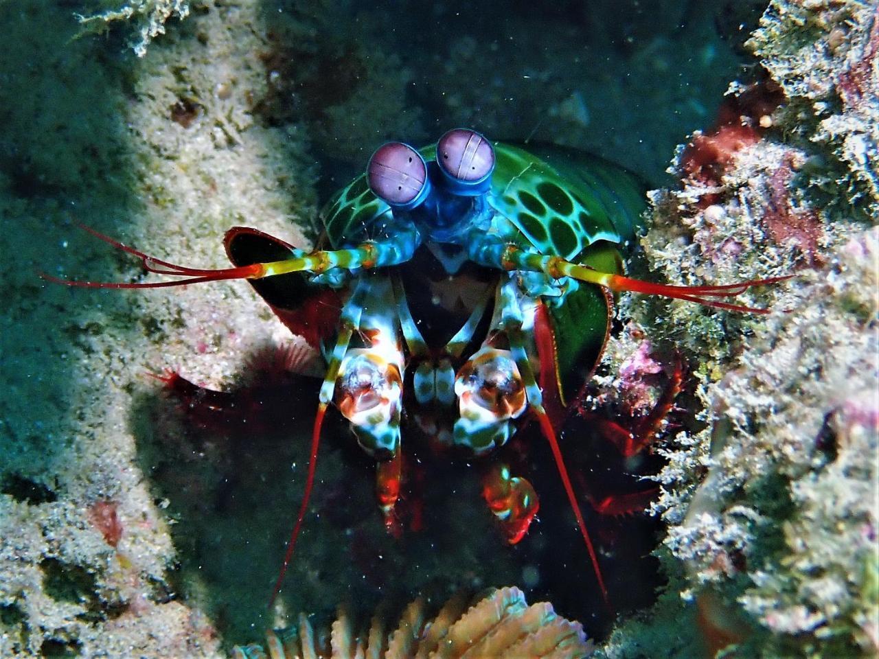 Atauro Dive Resort Beloi Buitenkant foto